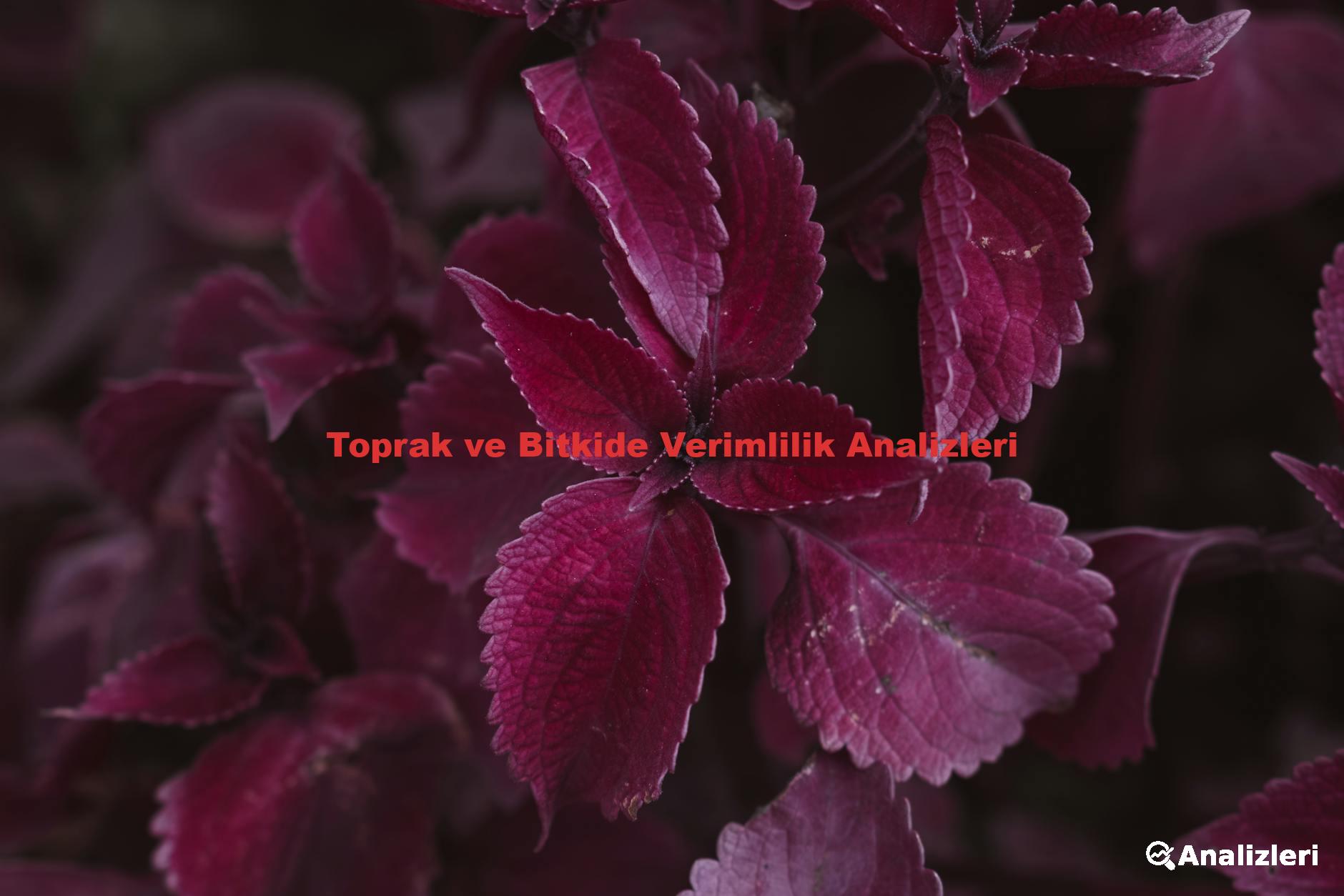 Toprak ve Bitkide Verimlilik Analizleri