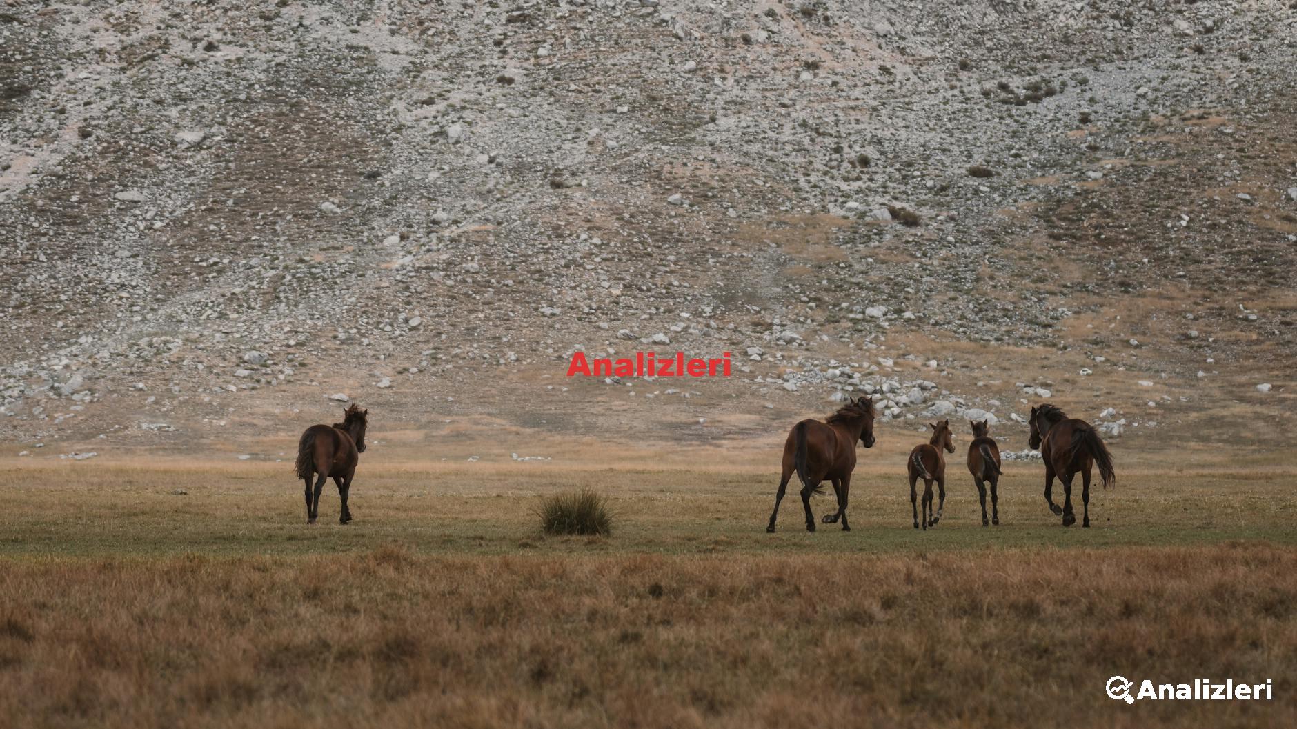Destek Grupları ve Kaynaklar