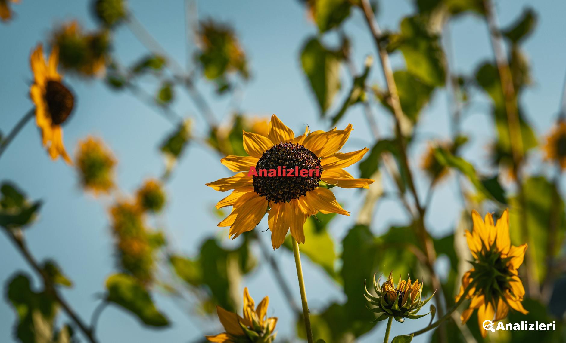 Instagram'da Hızla Takipçi Arttırmanın Taktikleri